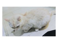 -喵的天空名猫咖啡馆·撸猫·猫舍·用品