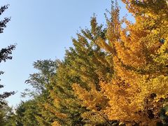 -长白岛森林公园