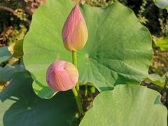 -荷塘月色湿地公园·向阳花洲