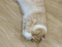 -滚猫咖啡·猫咖·猫友好撸猫(未来城店)
