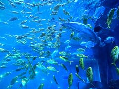 -华夏文旅海洋公园