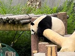 -沈阳森林动物园