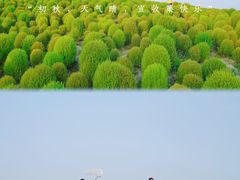 -花开海上生态园