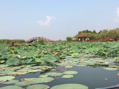 -白洋淀景区