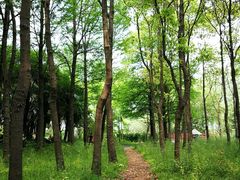 -上海滨江森林公园