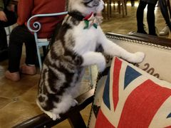 -共舞时光猫咖·狗咖(新街口店)