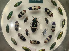 -陕西自然博物馆