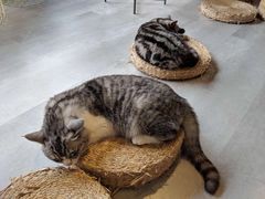 -猫儿山۰猫主题餐厅