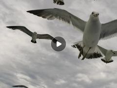 -海驴岛(荣成市)