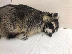 -浣熊柯尔鸭土拨鼠·电玩咖