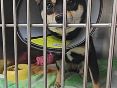 -芭比堂动物医院(广州爱宠下渡路分院)