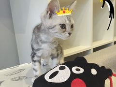 -吉丁鸟咖·异宠·寄养