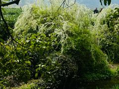 -中国茶叶博物馆(双峰馆区)