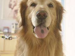 -芭比堂动物医院·犬猫全科·异宠专科(雁塔分院)