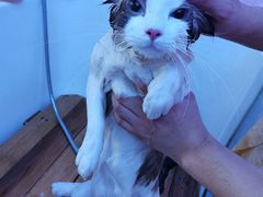 -喵百万·布偶·蓝金金渐层英短·猫舍(百子湾店)