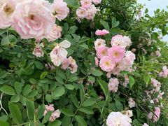 -大塘金香草谷