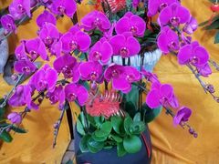 -双季花艺园艺市场(浦东店)