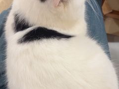 -藏猫猫咖啡主题馆(中央大道店)