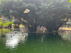 -九龙公园