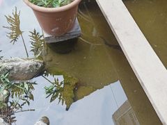-膳和缘炒鸡店(南门路店)
