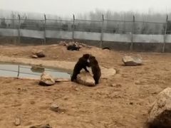 -栾川竹海野生动物园