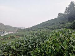 -午潮山国家森林公园