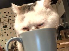 -Cappucimeow猫咪咖啡馆(韦伯时代店)