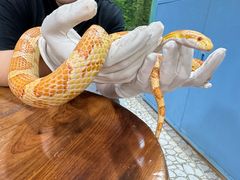 -上海大自然野生昆虫馆(东方明珠·爬宠昆虫探索中心)
