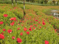 -春花秋色城市公园