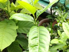 -碧中海汤泉汗蒸酒店