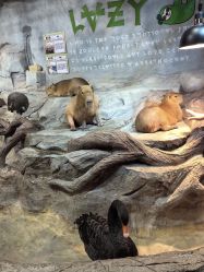 -Zoolung Zoolung动物主题公园(海信广场店)