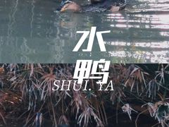 -八仙山公园