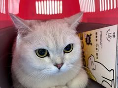 -美联众合爱康动物医院•复杂内科•肿瘤科•牙科•腔镜诊疗中心