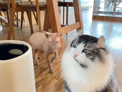 -猫小主咖啡·猫咖cat cafe(福田店)