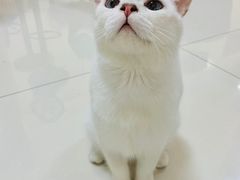 -鼓捣猫呢主题猫咖店