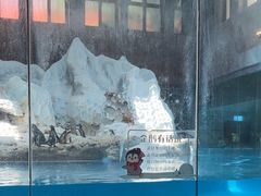 -帝企鹅自助餐厅•儿童岛•真企鹅(长隆企鹅酒店)