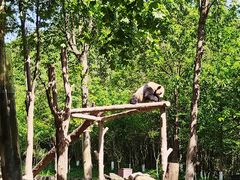 -都江堰中华大熊猫苑