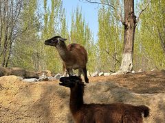 -北京野生动物园