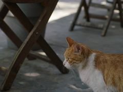 -卷耳咖啡