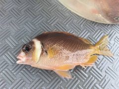 -小猫钓鱼海钓俱乐部(椰梦长廊店)