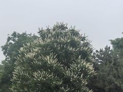 -丰台花园
