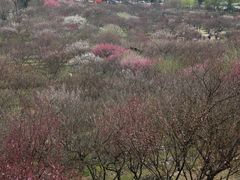 -香雪海