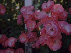 -武汉紫薇都市田园