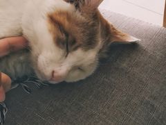 -平行世界·猫咖(首经贸店)