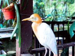 -吉隆坡雀鸟公园