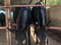 -元鼎宝驴香·全驴宴(江宁店)