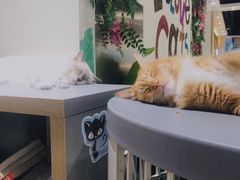 -藏猫猫咖啡主题馆(中央大道店)