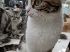 -安格丽娜·狗咖·猫咖羊驼咖(春熙路百盛商场店)
