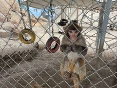 -西霞口神雕山野生动物世界