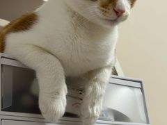 -伟伟宠物医院·瑞派猫友好医院·猫科(光谷店)